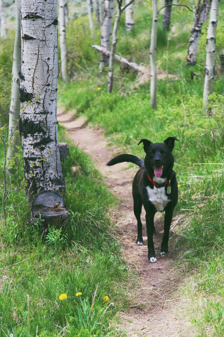 Your dog will thank you for letting it explore the mountains of Crested Butte. Andrea Watson | Clarion
