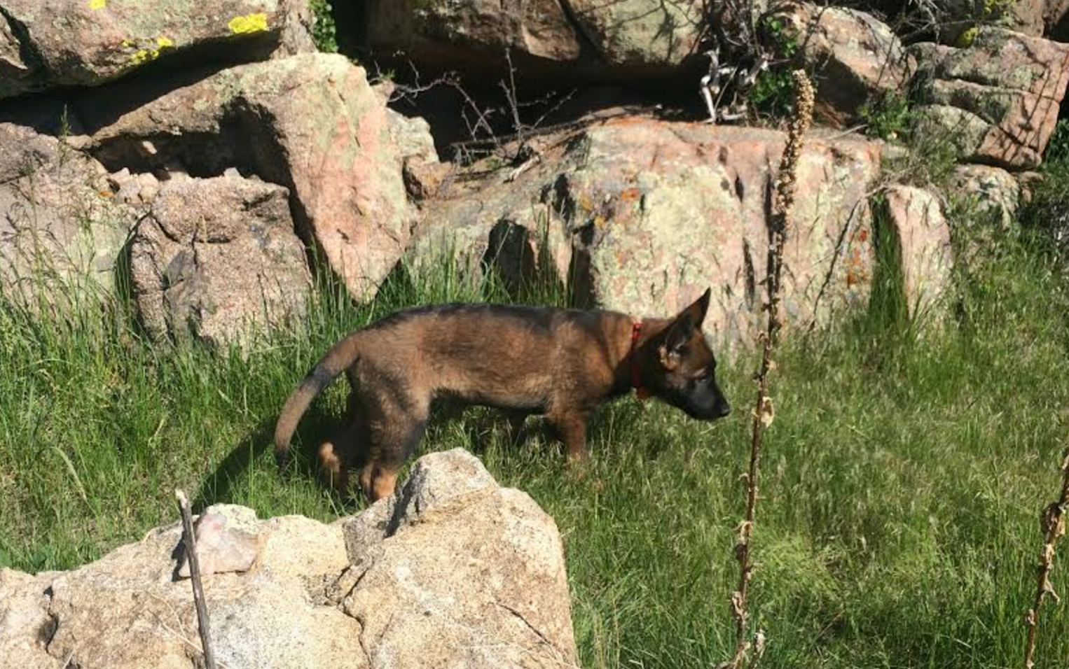 Otto exploring the trail. Sydney Kapp | Clarion 