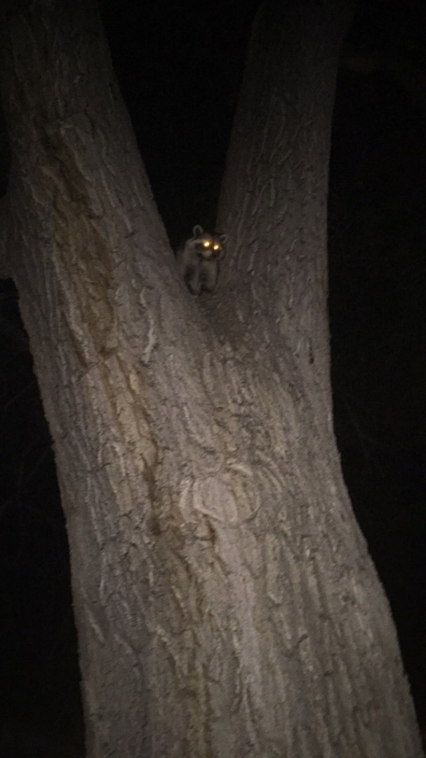 raccoon-du-view